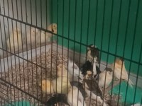 Kanarya sarı beyaz harlikuin parçali kanaryalar