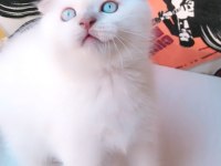 Koca kafalı scottish fold kızım