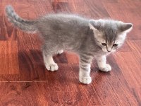 3 aylık british shorthair
