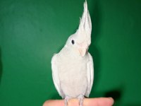 Full evcil konuşan el besleme emerald sultan papağanı