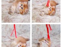 British longhair Golden