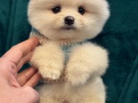 POMERANİAN BOO YAVRU KÖPEKLERİMİZ