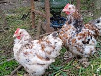 İSPENÇ VE CÜCE COCHİN HOROZLAR