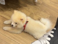İZMİR POMERANİAN BOO YAVRUMUZ
