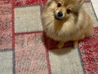 Genç Pomeranian Boo