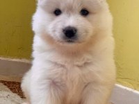 Kar beyaz samoyed yavrular hazır