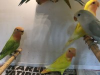 BEBEK ISIRMA HUYU OLMAYAN SEVDA PAPAĞANLARIMIZ GELDİ