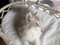 Rusya kanı üst sınıf british longhair