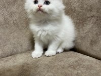 Sıfır Kulak Ayı Surat Scottish Fold Bebekler