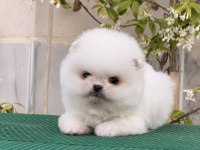 Pomeranian Bobby