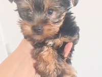 Orjinal yorkshire terrier mini minnacıklar