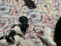 Uyguna 0 Numara Terrierler Dişi Ve Erkek