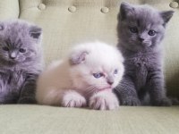 Scottish Fold Kedim