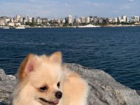 1 Yaşında dişi pomerian bo yeni sahibini arıyor