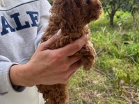 Kore poodle erkek çocuk