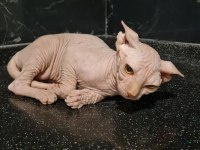 3 AYLIK YAVRU SFENKS KEDİLERİMİZE YUVA