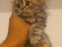 Golden Long yavrumuz teslime hazır british longhair
