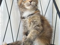 BLACK TORTİE GÜZELİ ISABELLA MAİNE COON