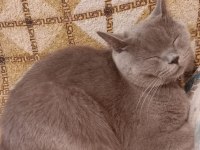2.5 aylık british shorthair yavrular