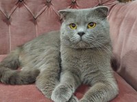 Erkek scottish fold british shorthair 2 yaşında