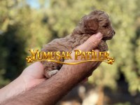 TOY POODLE YAVRUMUZ