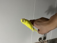 Sarı lutino ele alışık muhabbet kuşu