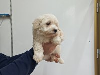 Maltese erkek yavru