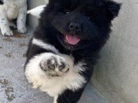 Akita yavru köpeğimiz