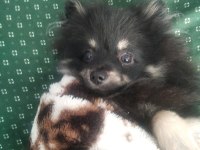 7 aylık dişi şecereli aşıları tam çipsiz pomeranian
