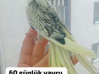 Sultan papağanı yavrularımız