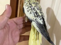 41 GÜNLÜK HARİKA SULTAN PAPAĞANI BEBEK