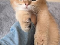 Golden british shorthair güzellikler teslime hazır