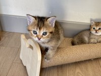 Temas delisi british shorthair miniklerim
