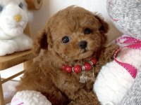 Yeni Toy Poodle Bebeklerimiz
