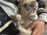 Anatomi güzeli erkek french bulldog yavrumuz