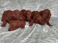 Toy Poodle Irk Garantili Yavrular