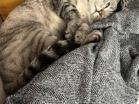 Canım British shorthair Oğlum Pabloya kalıcı yuva arıyoruz