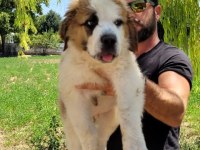 ST Bernard Yavrular