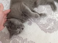 Sevimli british longhair kız