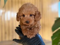 Maltipoo Bebekler Referans Yavru