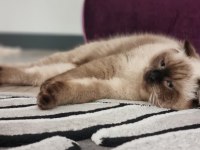 2 yaşında blue point scottish fold