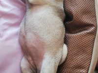 Pug mops yavru