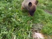 Safkan dik kulak belçika malinois yavrular