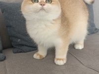 Çok güzel golden british shorthair iki kızımız