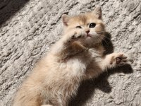 British shorthair golden ay12