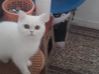 British shorthair kızıma yuva arıyoruz