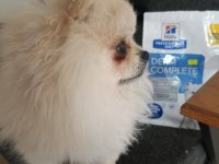 Pomeranian boo en küçük boy uygun