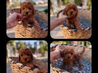 Toy poodle yavrular