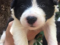 Zeka küpü border collie yavrularım