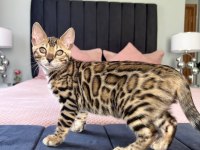 Show Class Bengal Kedisi Dişi 3 Aylık